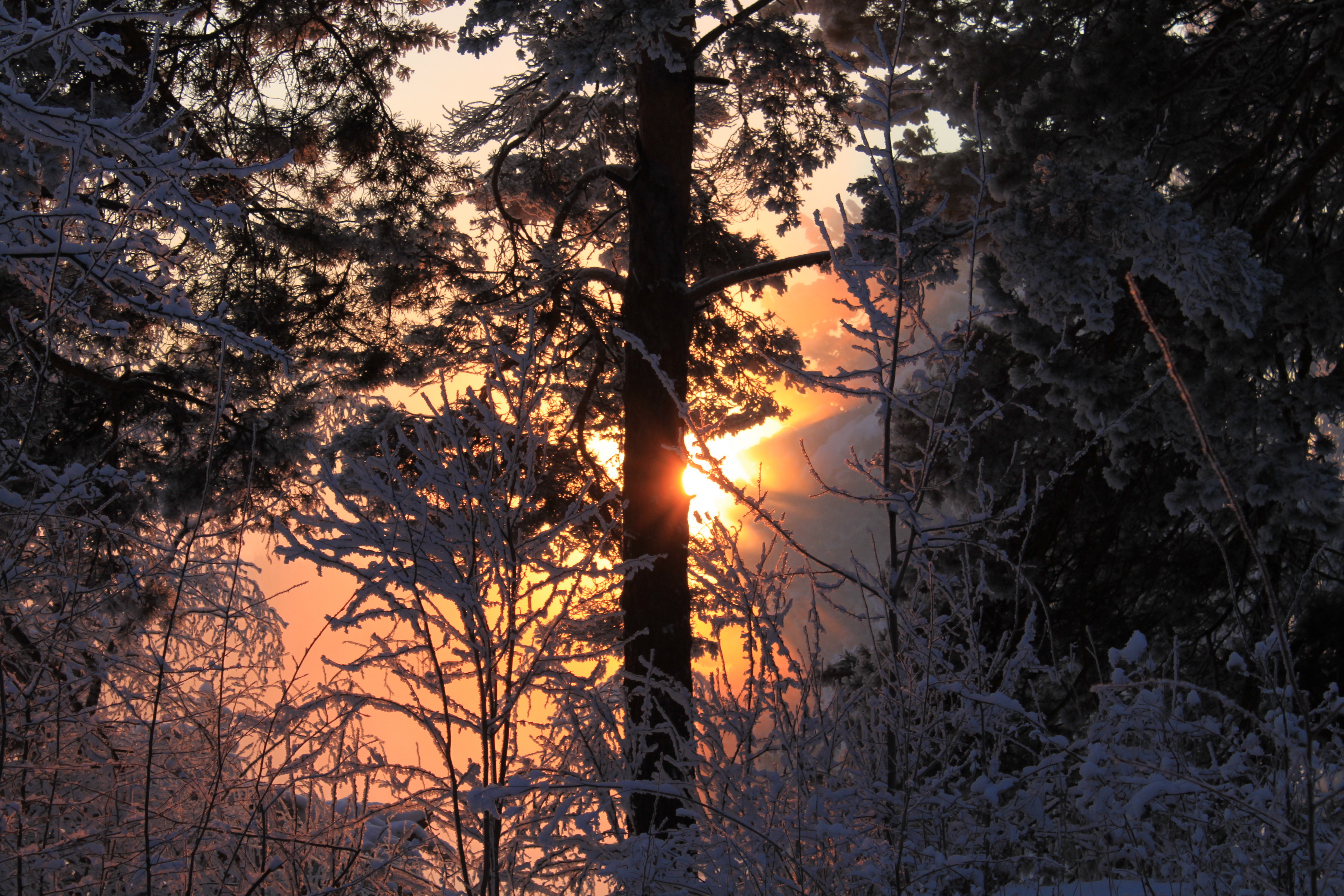 Bakgrundsbilder Natur Vinter Snö gryning och solnedgång Träd Årstiderna 3872x2581 Soluppgångar och solnedgångar