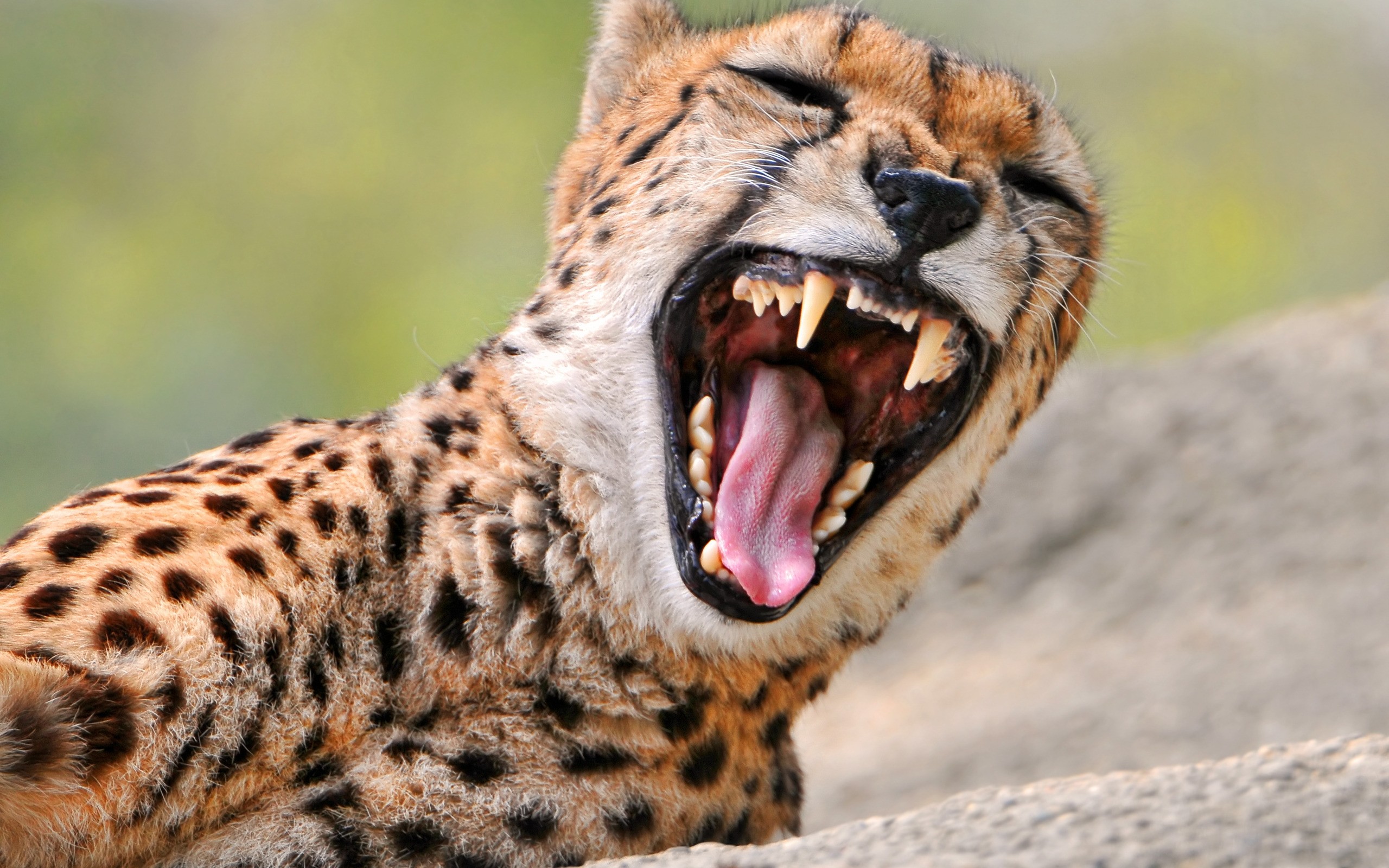 Bilder på skrivbordet Geparden Pantherinae Djur gepard