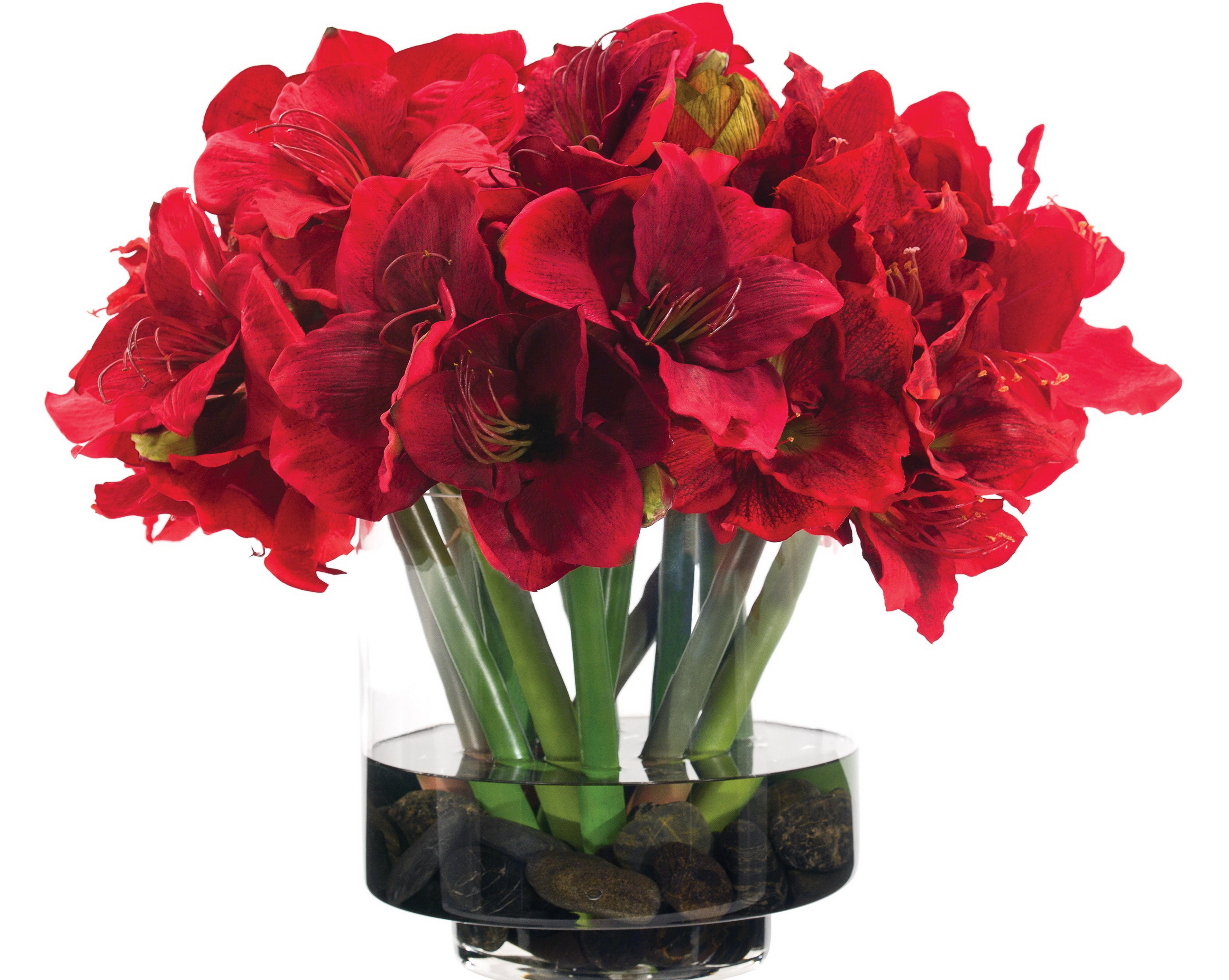 Foto Röd blomma Amaryllis 2592x2067 Blommor
