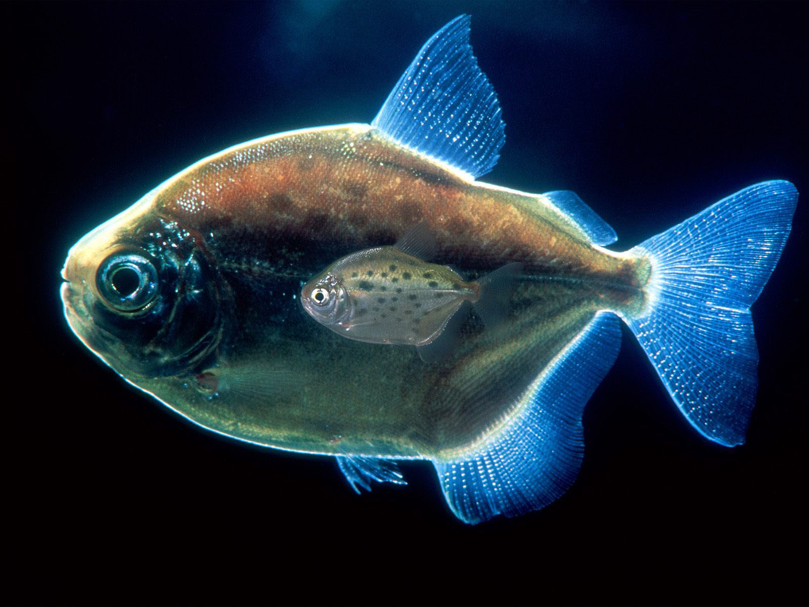 Tapeta Ryby Podwodny świat Zwierzęta Czarne tło 1600x1200 ryba zwierzę na czarnym tle