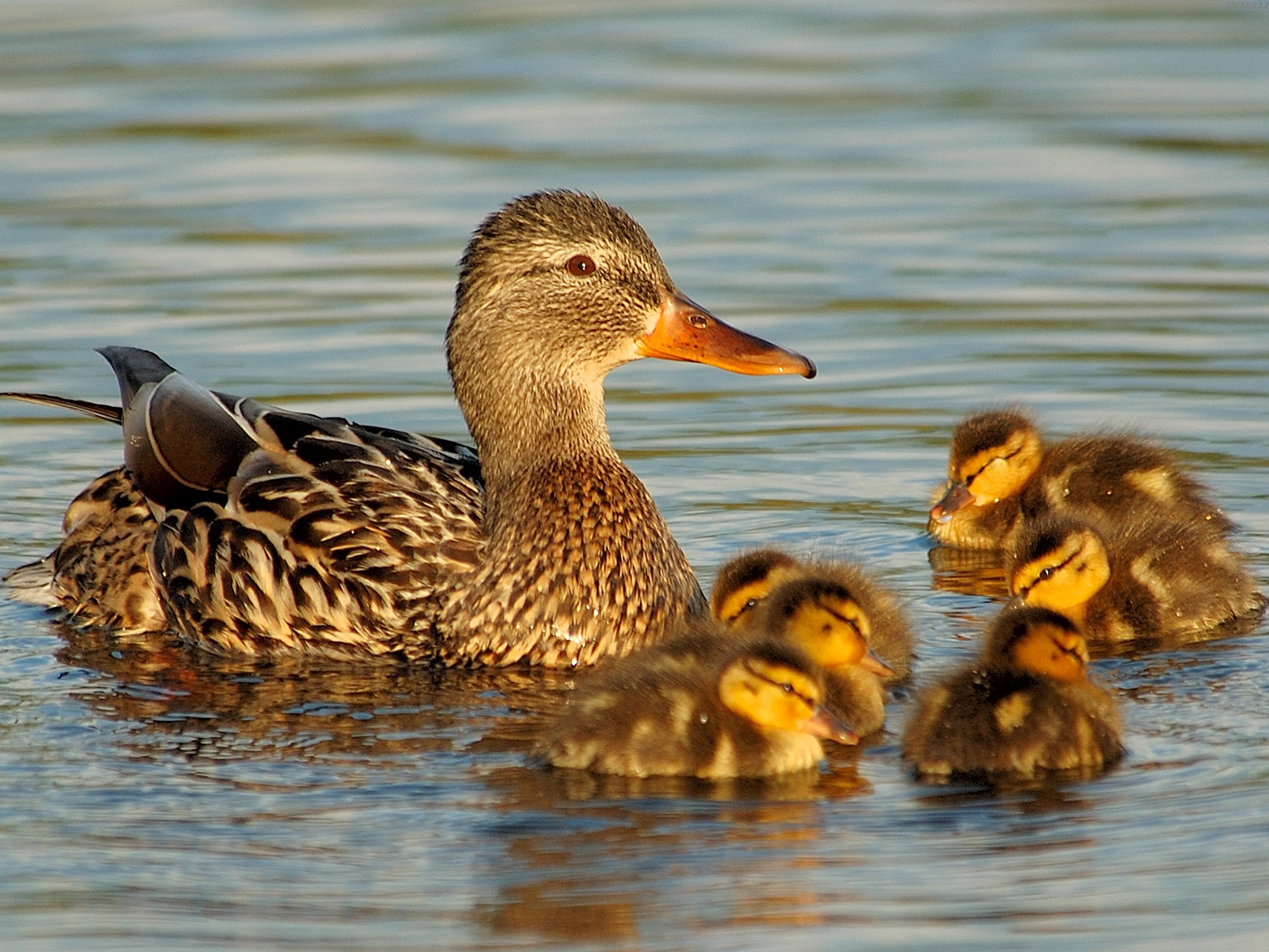 Afbeeldingen Vogels Eenden Dieren