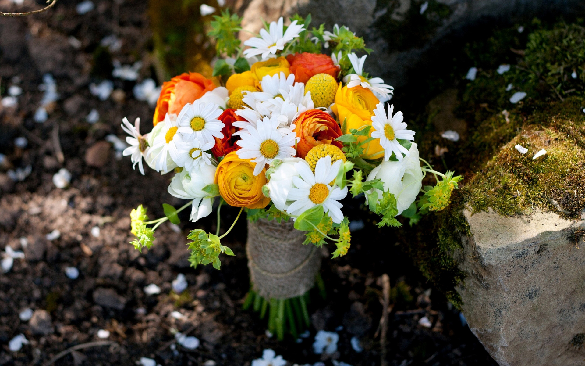 Immagine bouquet fiore Camomilla 1920x1200 Mazzo di fiori Fiori margherite