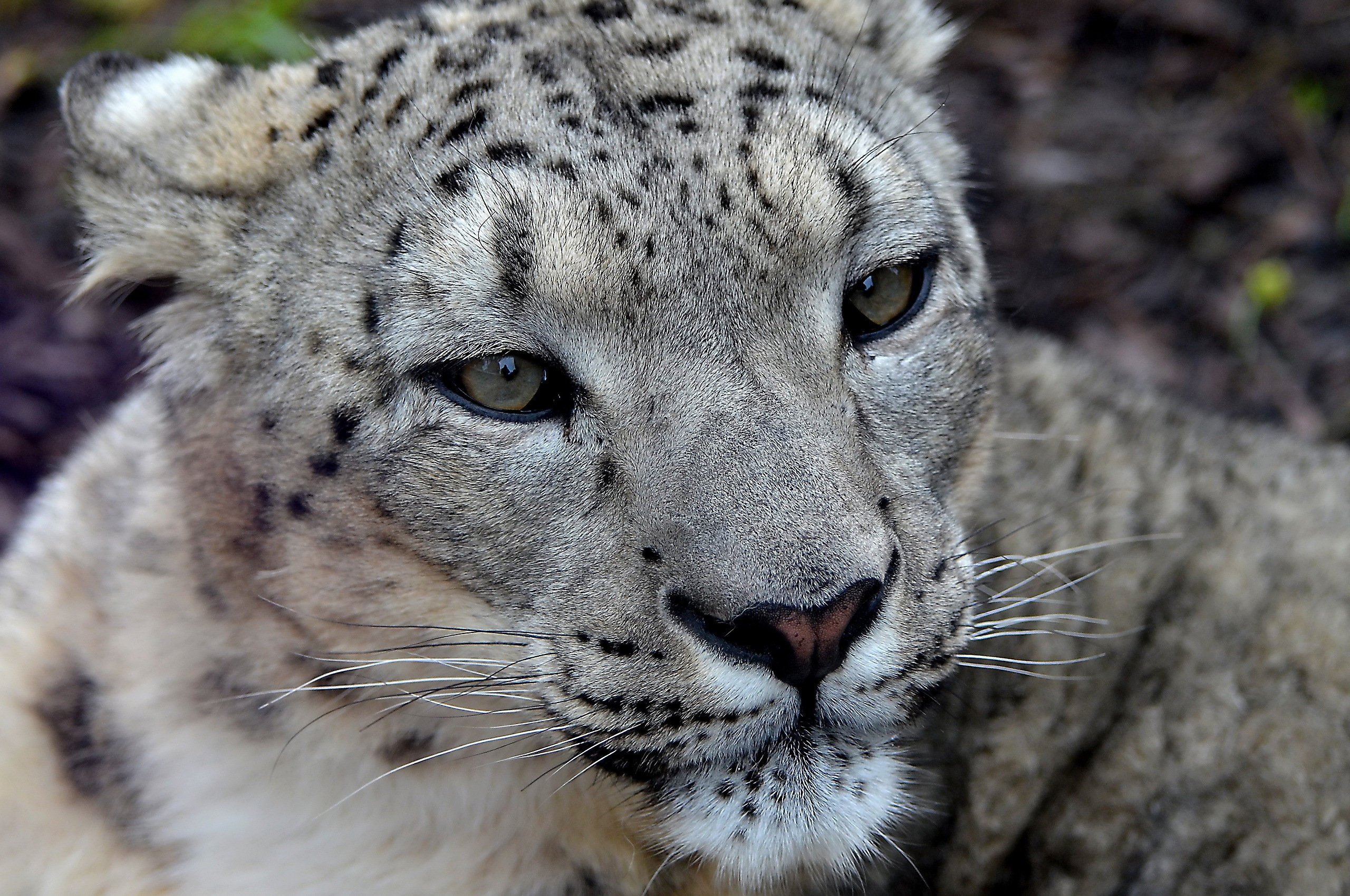 Bakgrunnsbilder til skrivebordet Snøleopard Store kattedyr Dyr