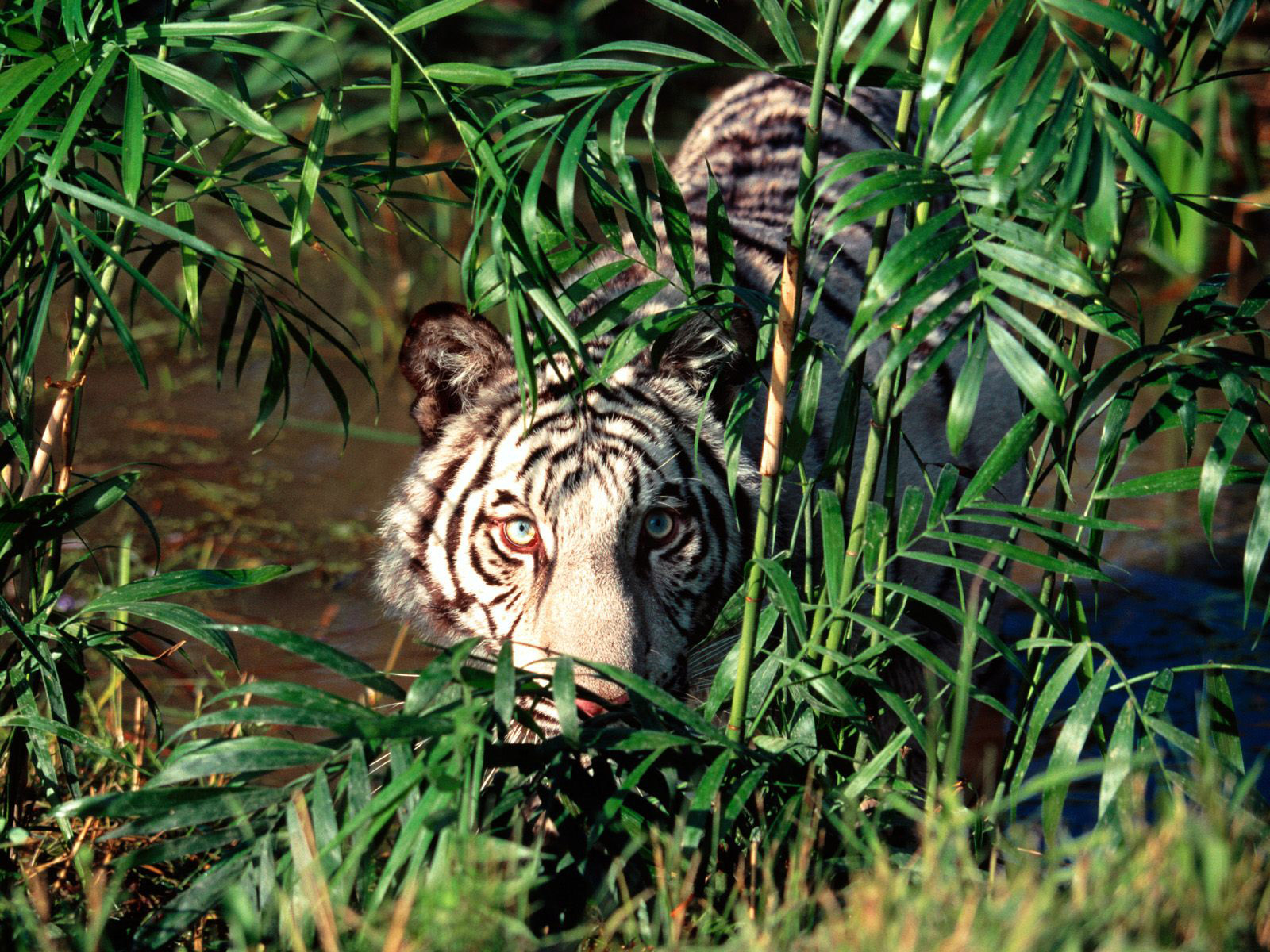 1600x1200 Grandes felinos Tigris animales, un animal, tigre, tigres Animalia