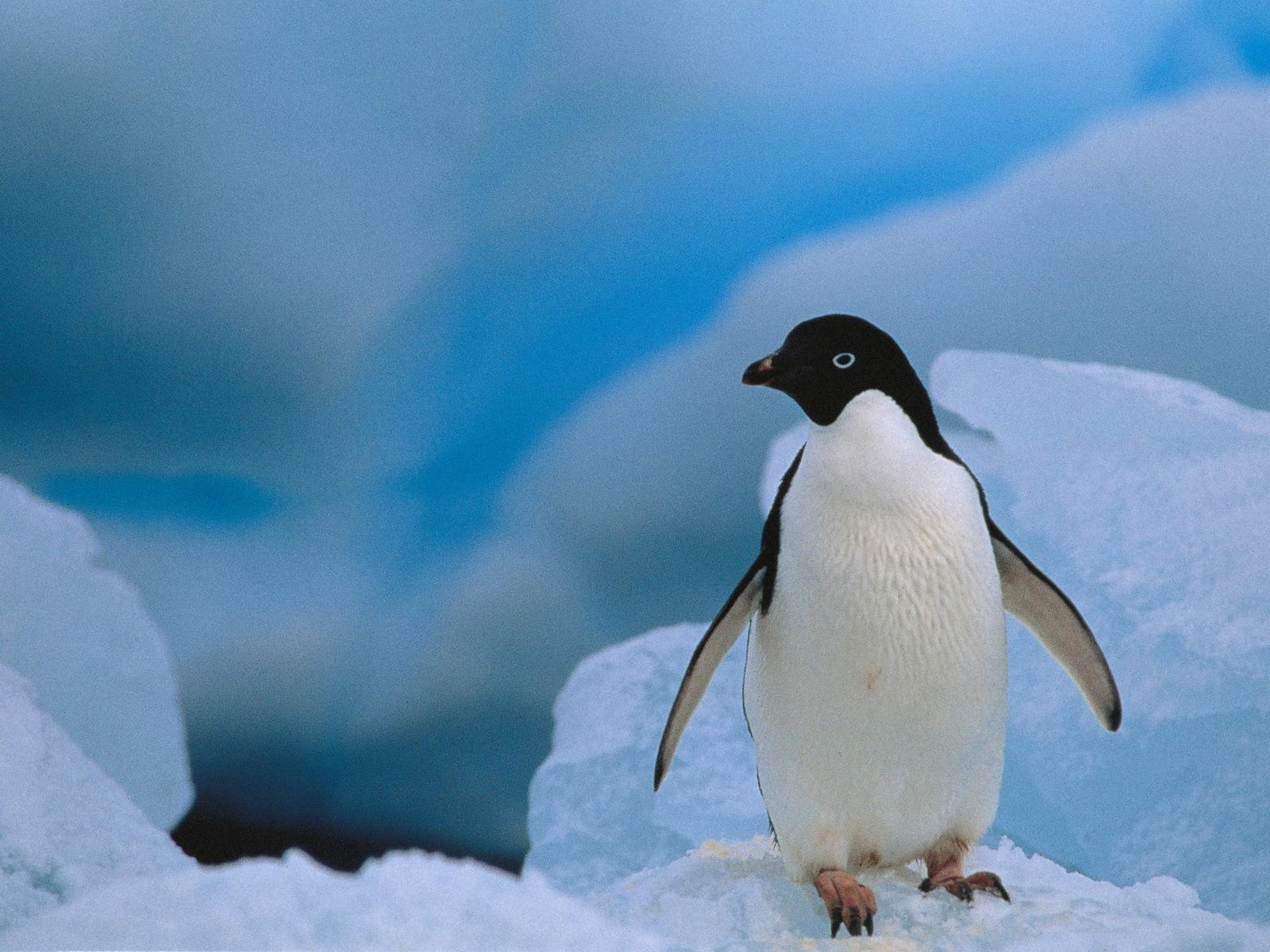 1600x1200 Pingouin un animal, pingouins Animaux