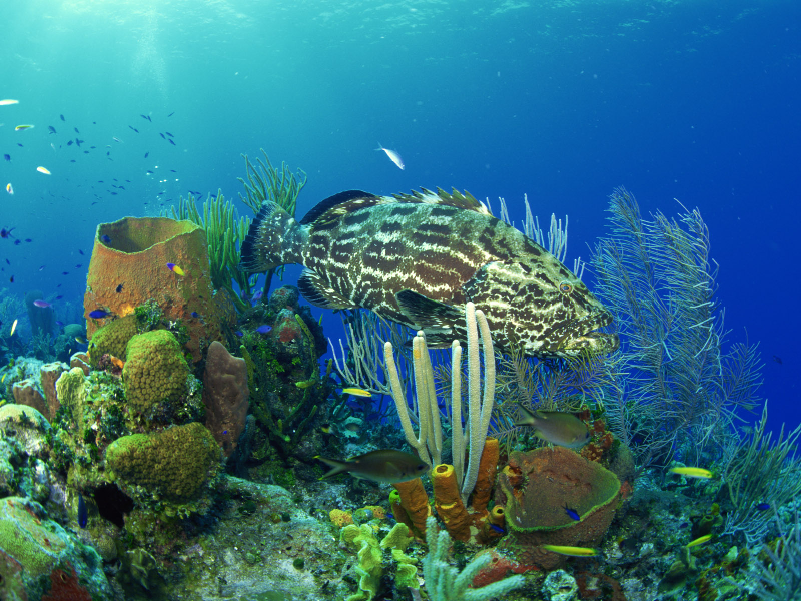 zdjęcie Ryby Podwodny świat Zwierzęta 1600x1200 ryba zwierzę