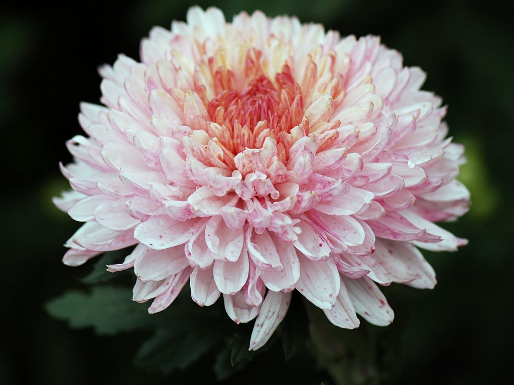 Dahlia flor Flores
