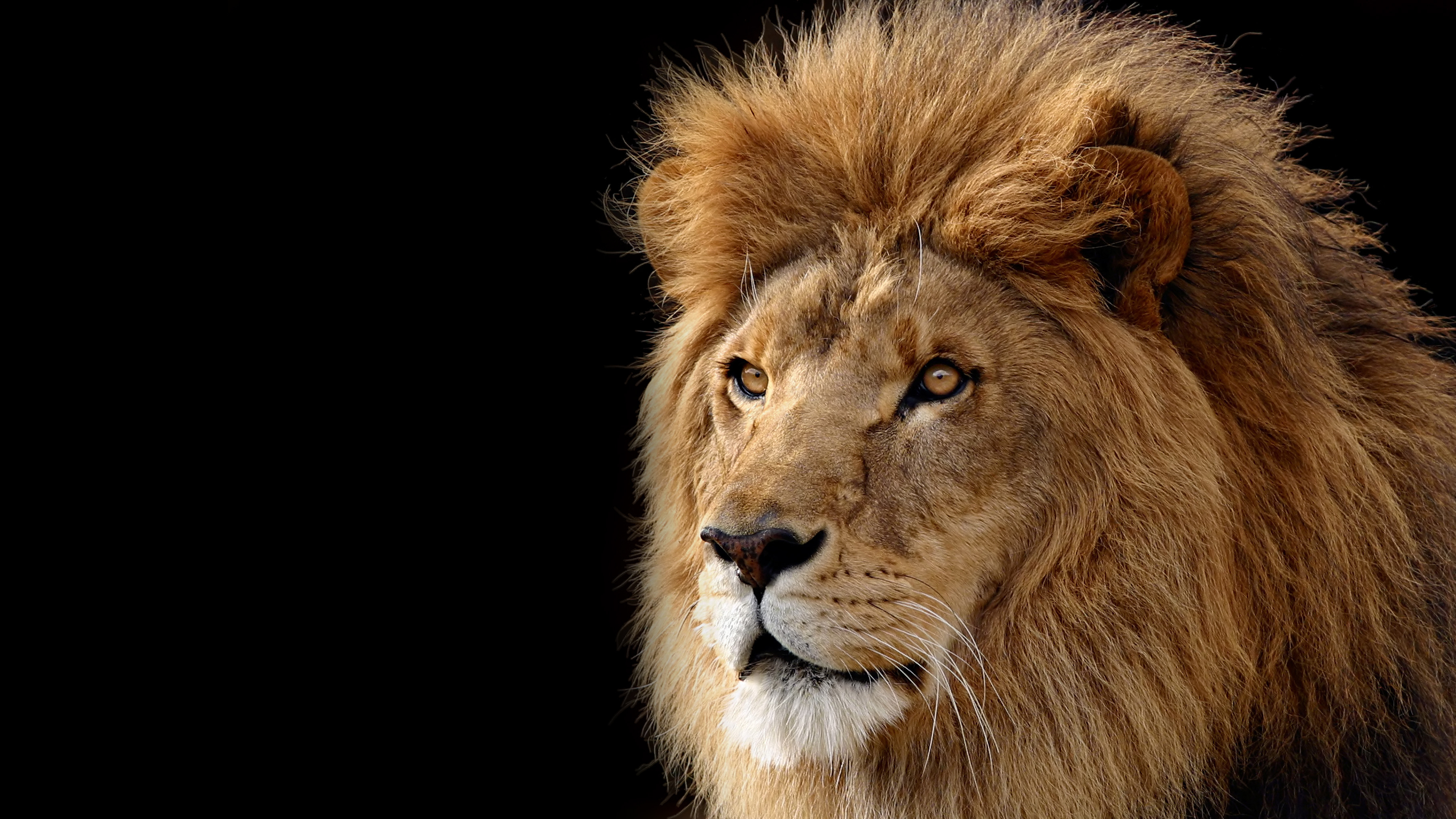 Fotos von Löwe Große Katze ein Tier 3641x2048 Löwen Tiere