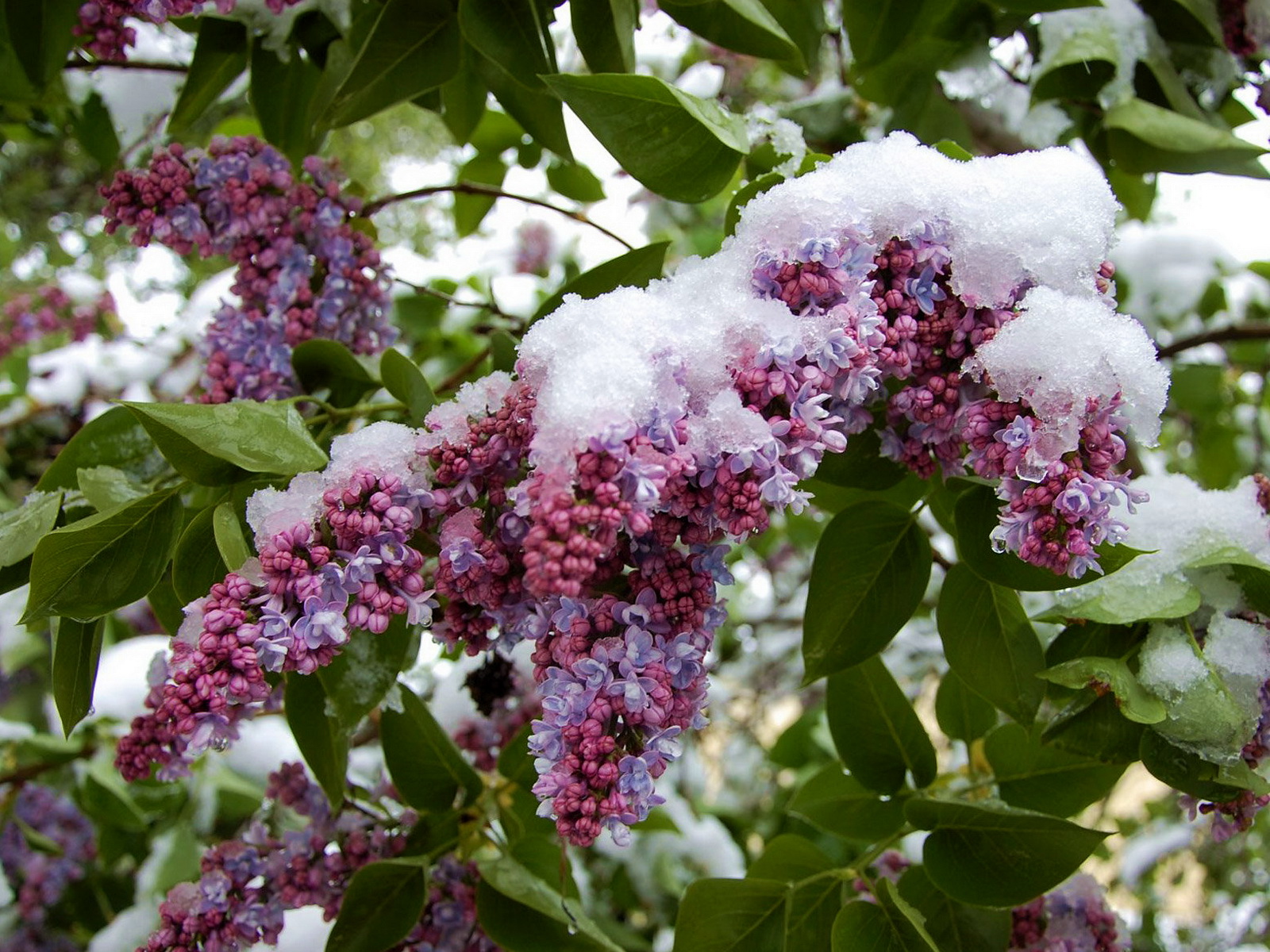 Picture Lilac Flowers flower Syringa