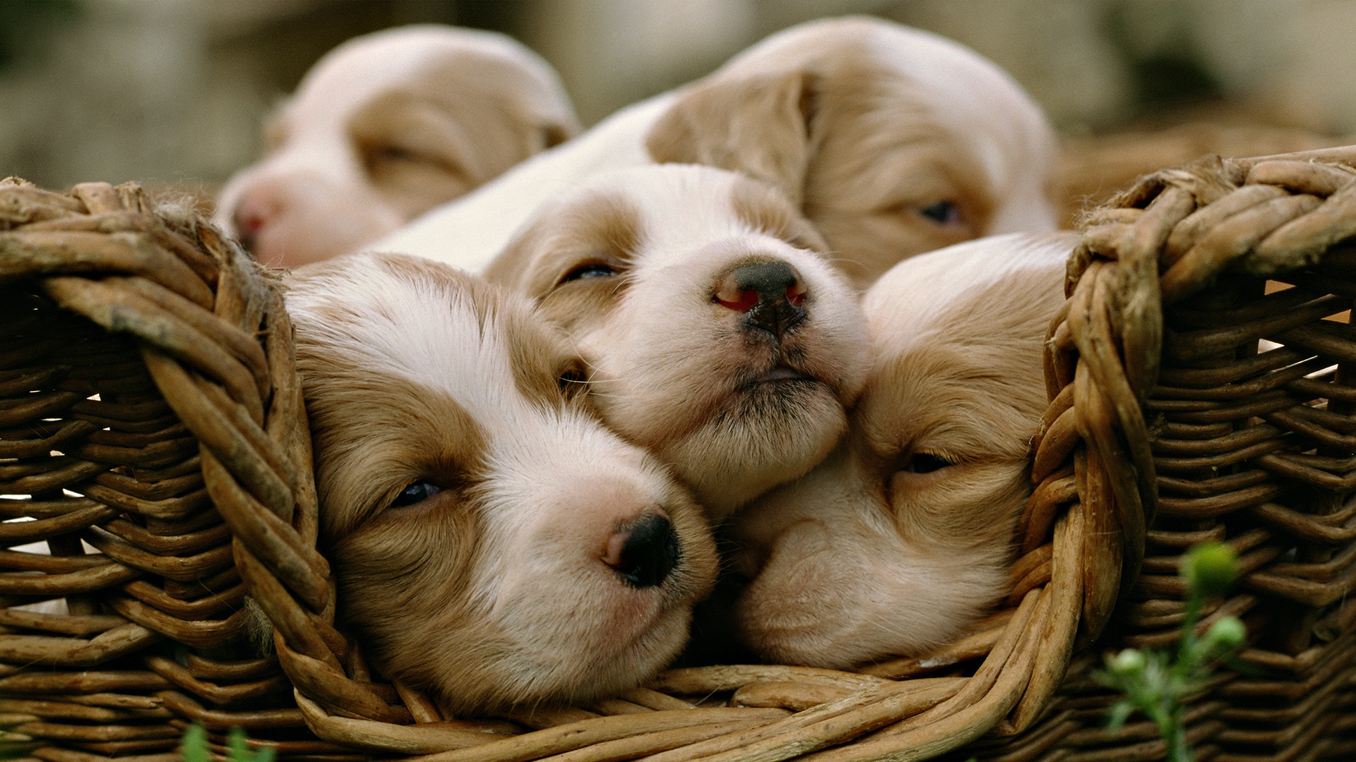 Immagini Cucciolo Cani Animali cagnolino cane animale