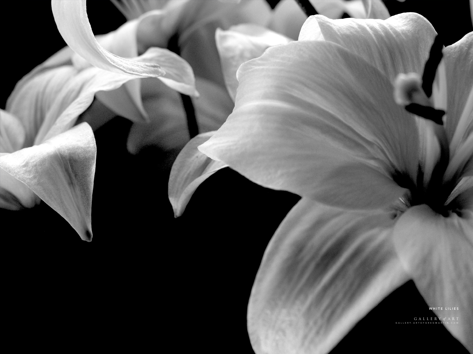 Lilium flor Flores
