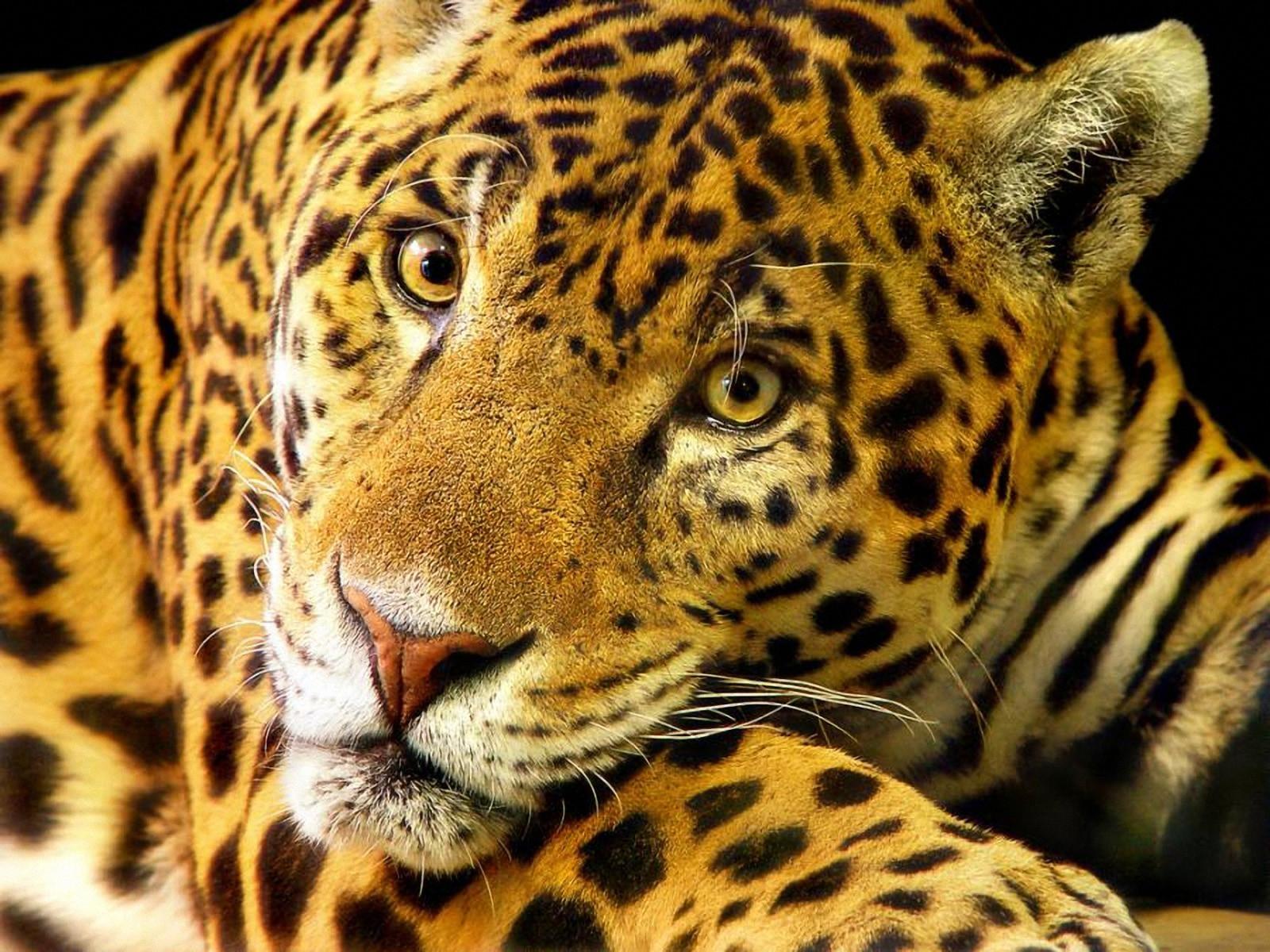 Wallpaper Jaguars Big cats animal 1600x1200 jaguar Animals