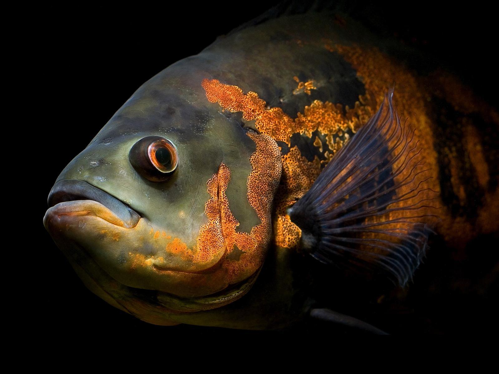 Fotos von Fische ein Tier 1600x1200 Tiere