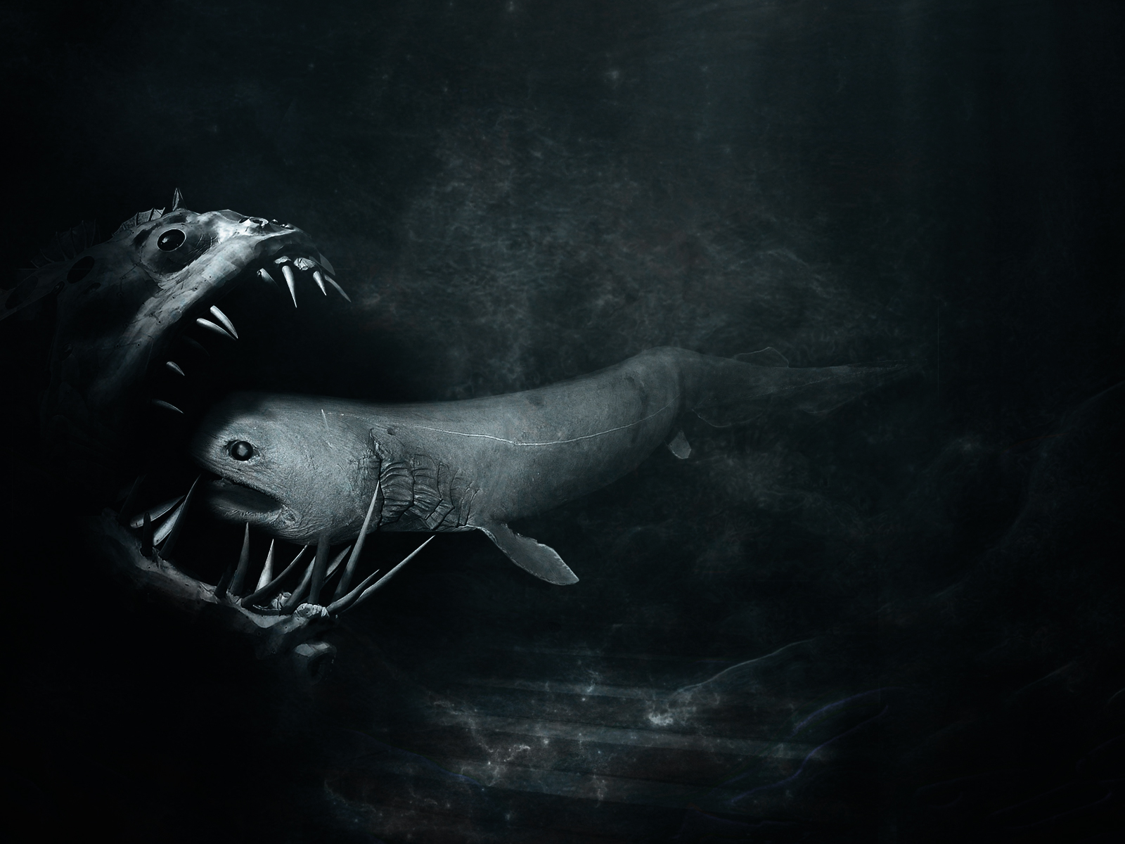 Desktop Hintergrundbilder Fische ein Tier Tiere