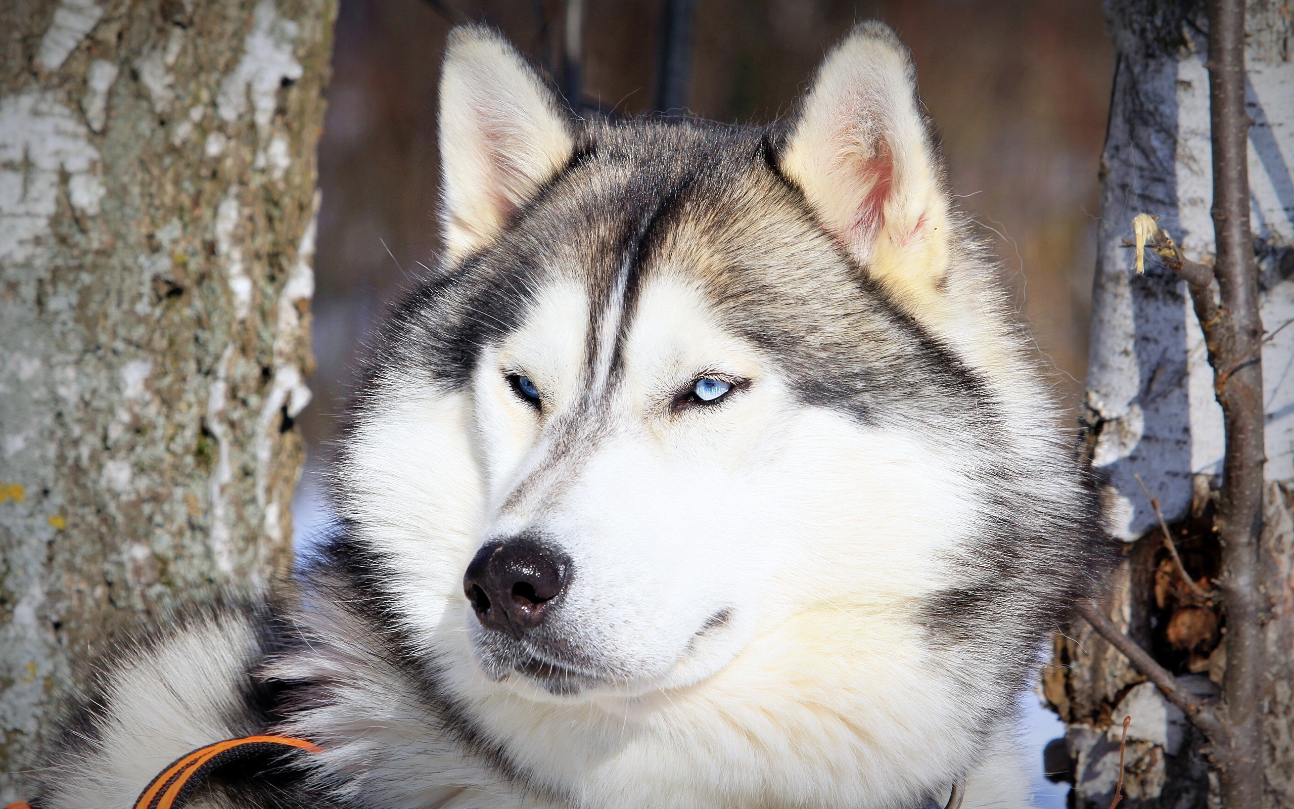 Foton Siberian husky hund Djur 2560x1600 Hundar