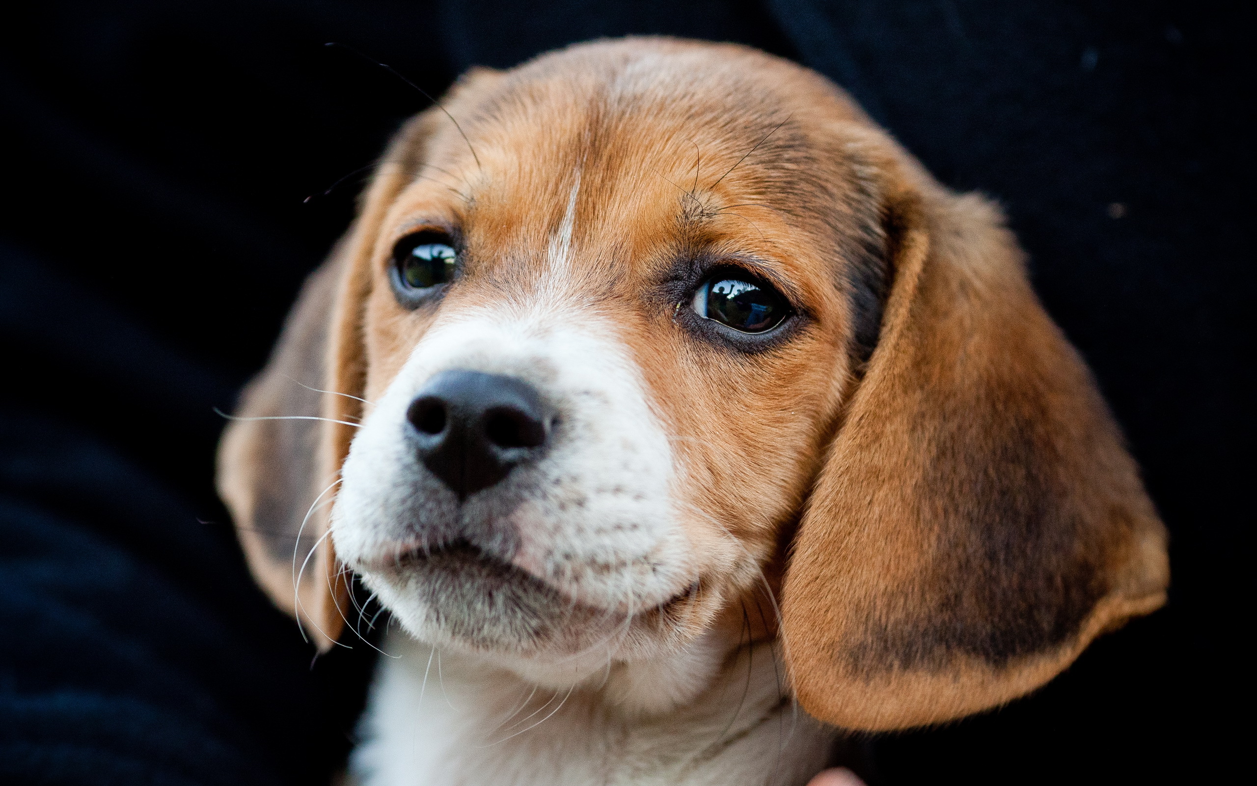 2560x1600 Cão Beagle Ver Cachorrinho animalia, um animal, cães, cachorro, filhotes, filhote de cachorro Animalia
