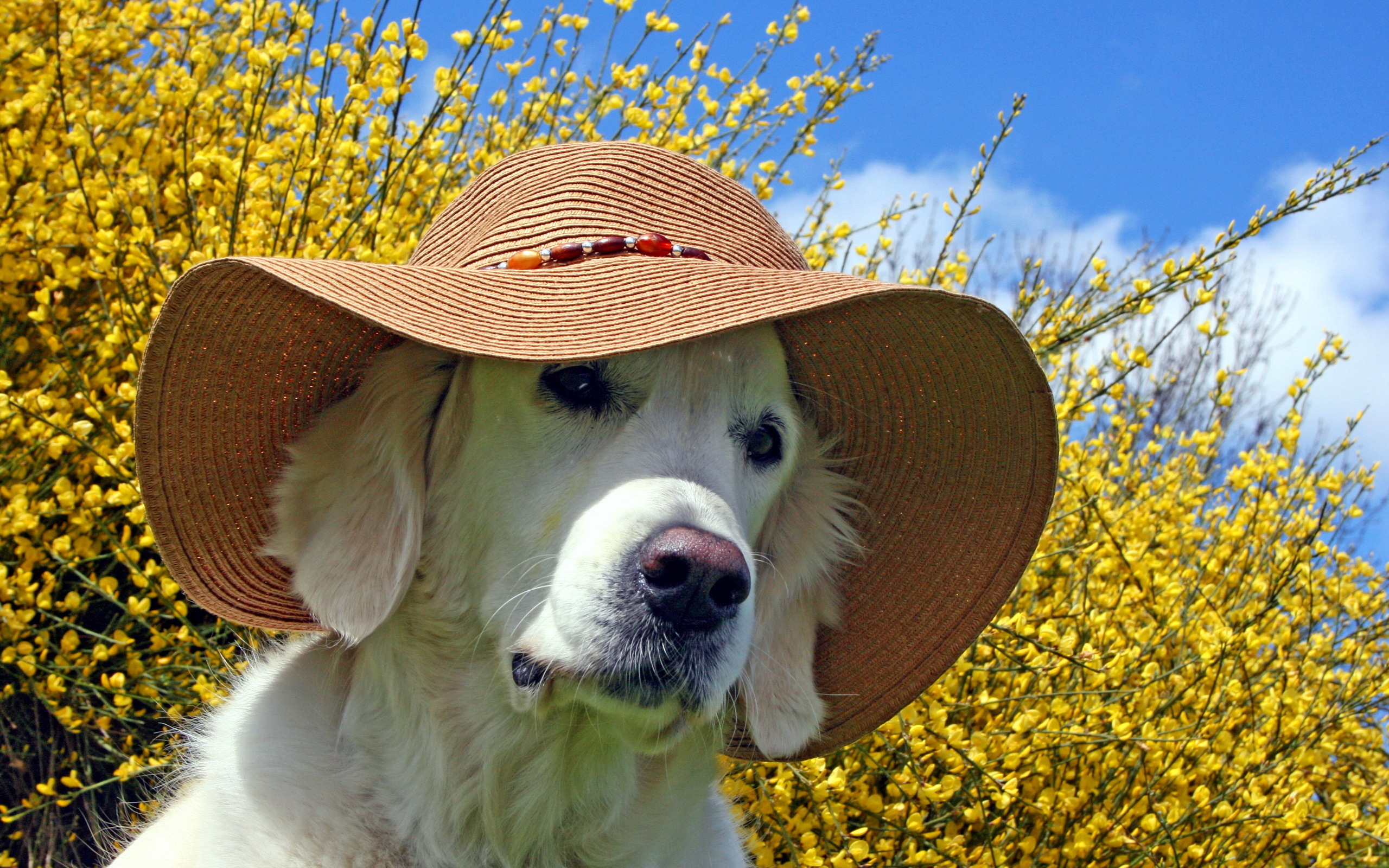 Foto Retriever Golden Retriever hund Der Hut ein Tier 2560x1600 Hunde Tiere