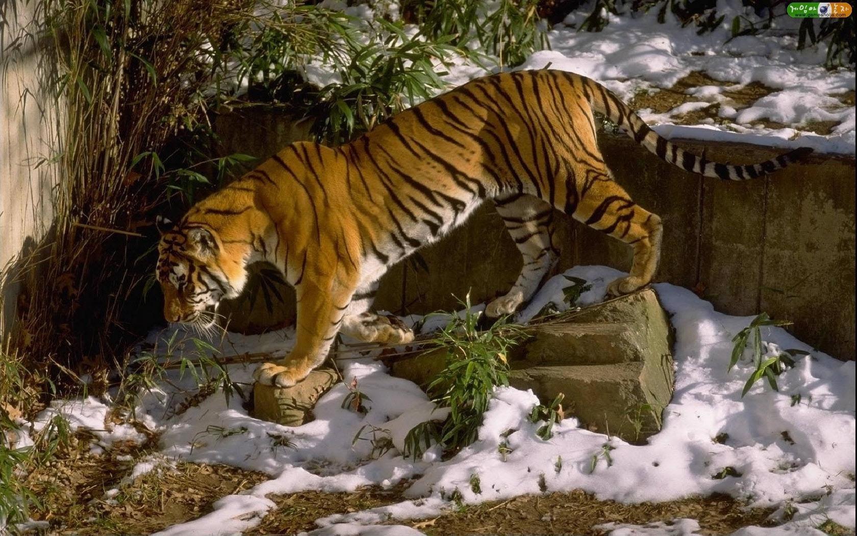 Фотографии Тигры Большие кошки животное тигр Животные
