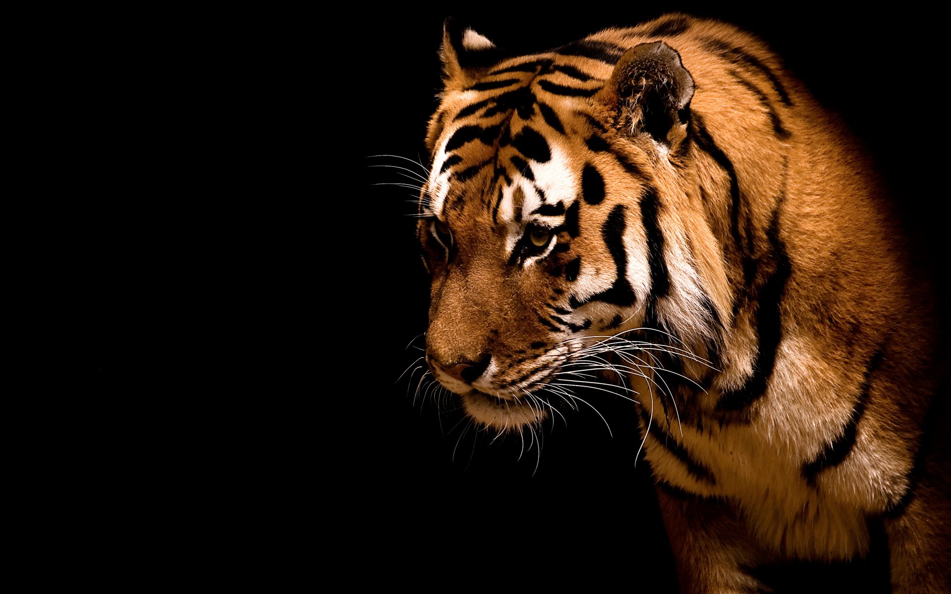 Bakgrunnsbilder Tigre Store kattedyr Dyr tiger
