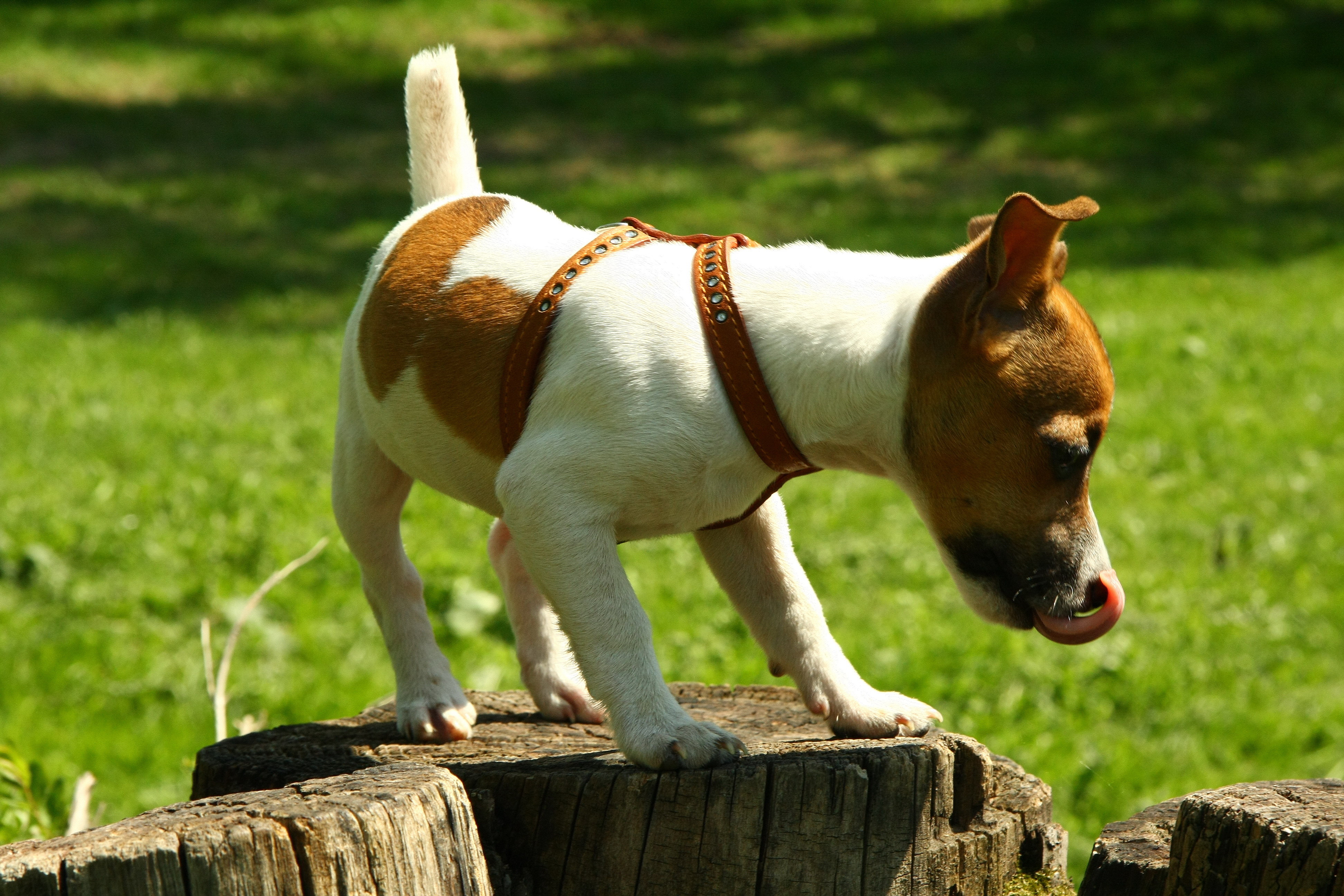 Immagini Jack Russell Terrier Cani Animali cane animale