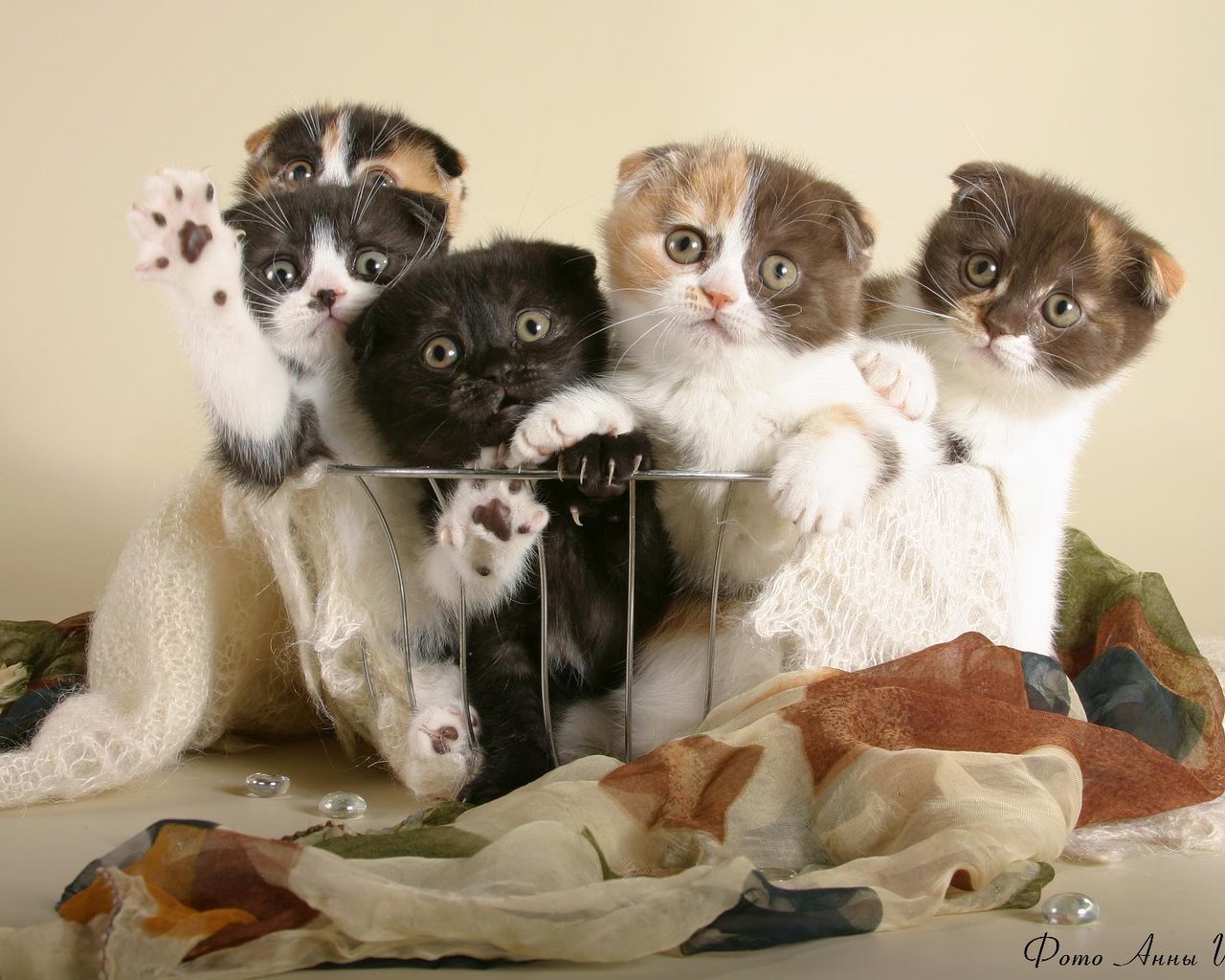 Immagine Gattini Scottish Fold Gatti animale gatto domestico Animali