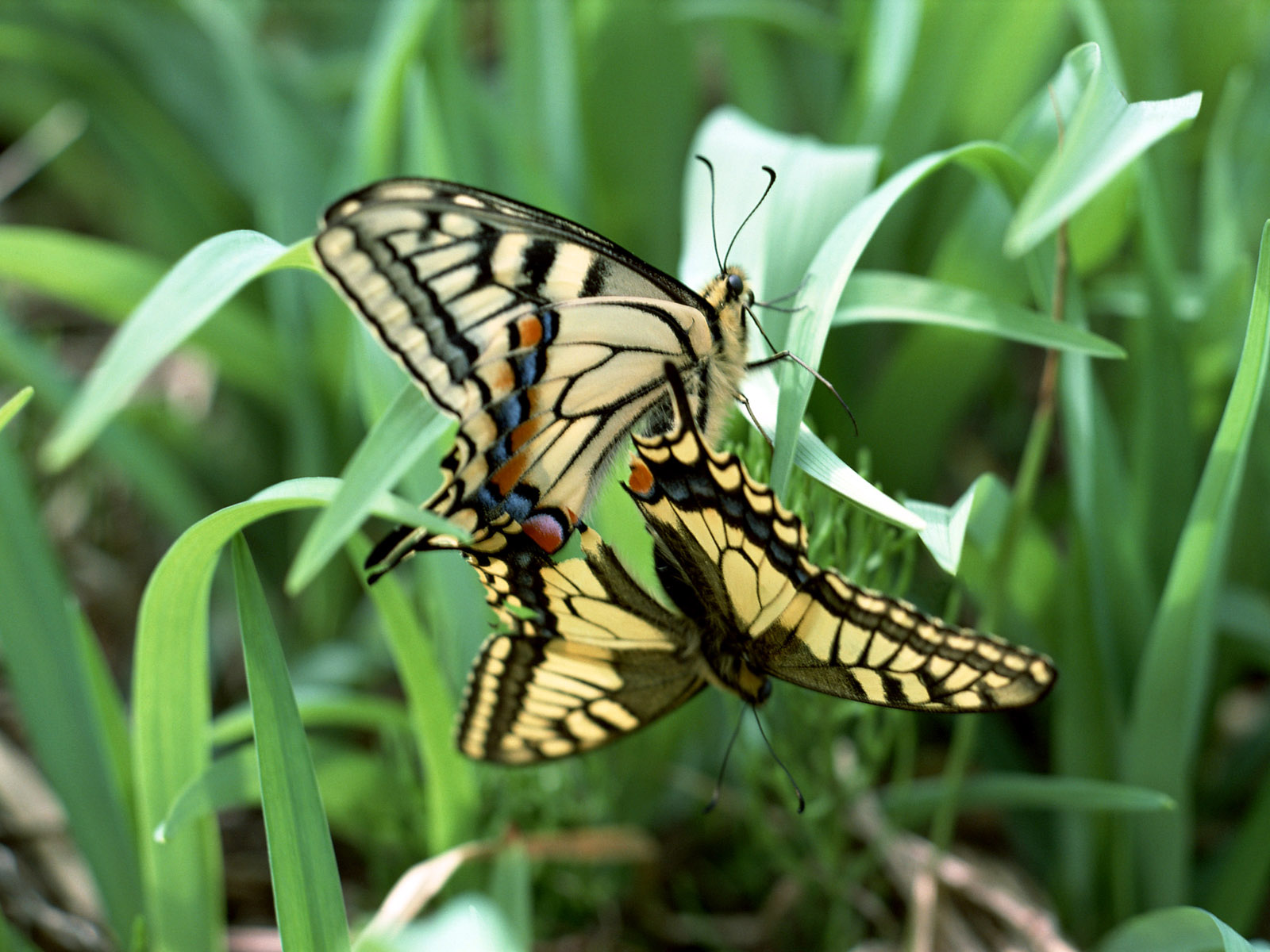Foto Insetti Farfalla Animali insecta farfalle animale