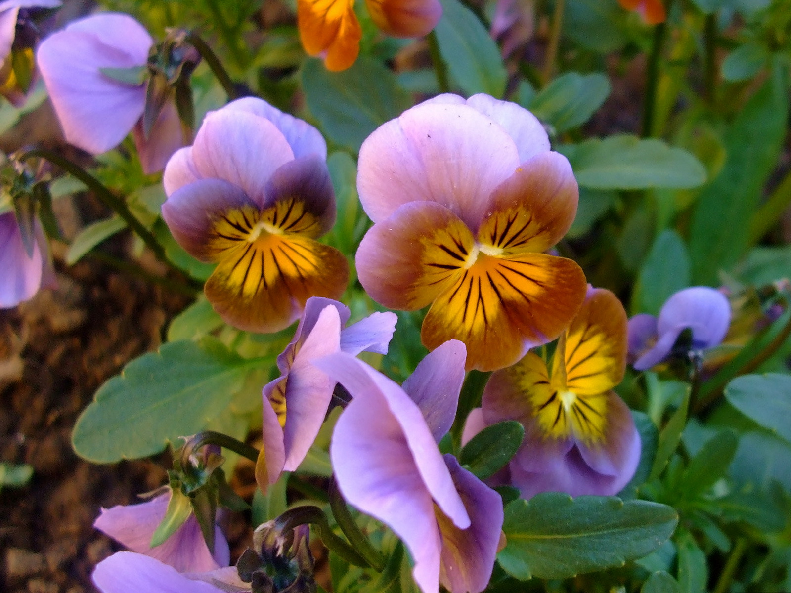 Фото Фиалка трёхцветная цветок Анютины глазки Цветы
