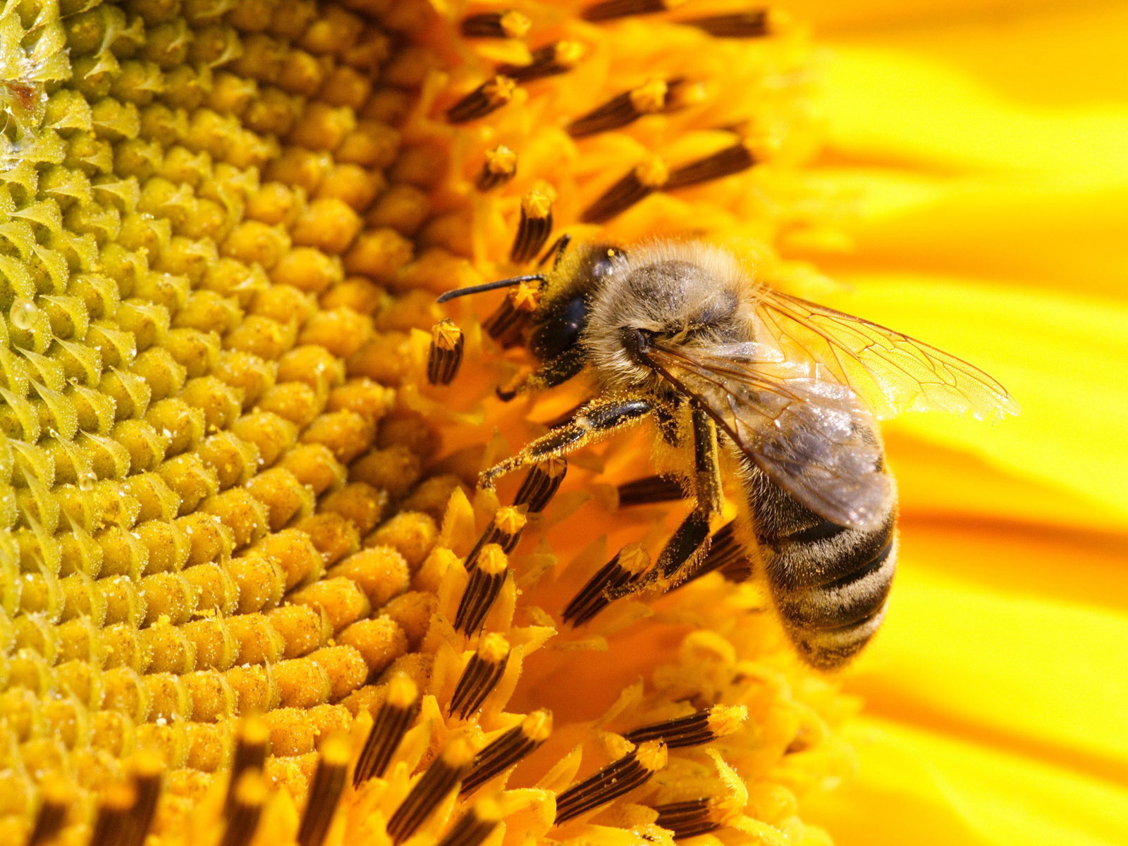 Immagini Le api insecta animale 1600x1200 un'ape Insetti Animali