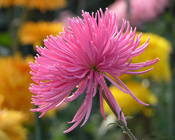 Afbeeldingen Roze kleur Aster Bloemen 562x450 bloem