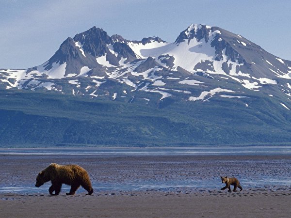600x450 Urso Urso-pardo Montanhas animalia, um animal, ursos, montanha Animalia