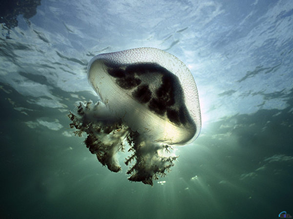 Afbeelding kwal Onderwaterwereld Dieren 600x450 Kwallen een dier