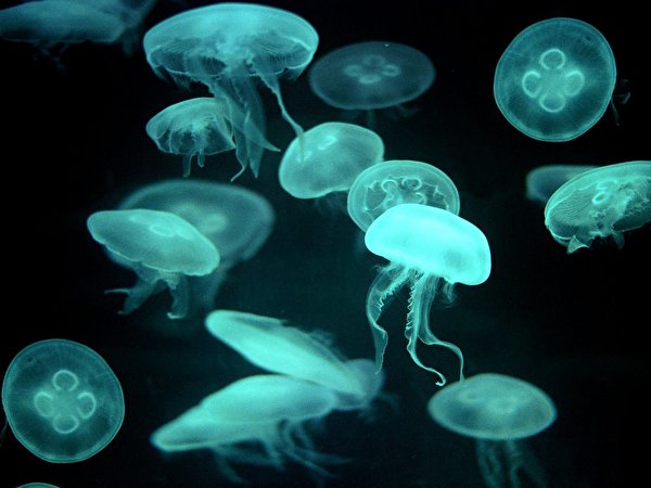 Photo Jellyfish Underwater world Animals 600x450 animal