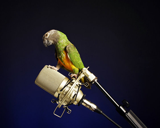 Foton fågel papegoja Mikrofon Djur Färgad bakgrund 562x450 Fåglar Papegojor