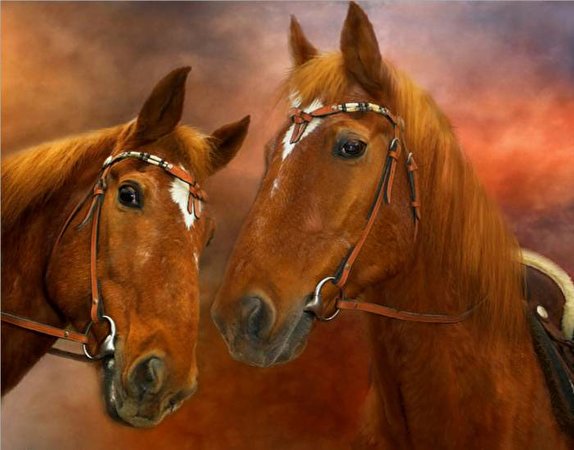 Photo Horses Animals 574x450 horse animal