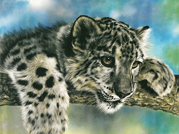 600x450 Grandes felinos Dibujado Cachorros Leopardo de las nieves animales, un animal, Irbis, Panthera uncia Animalia