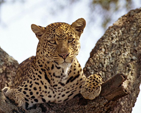 562x450 Grandes felinos Leopardo animales, un animal, leopardos Animalia