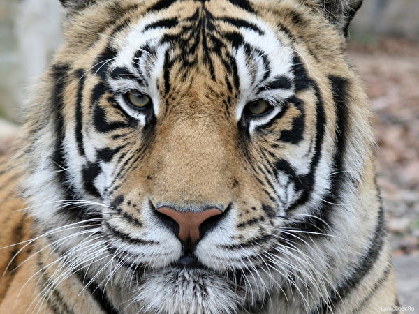 Bilder Tiger Große Katze ein Tier 600x450 Tiere