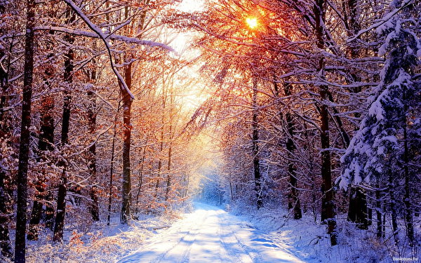 Photos Winter Nature Seasons 600x375