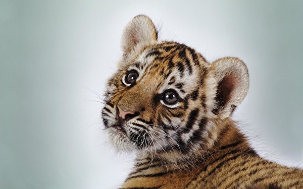 Bakgrunnsbilder Tigre Store kattedyr ung Dyr Farget bakgrunn 600x375 tiger Unger