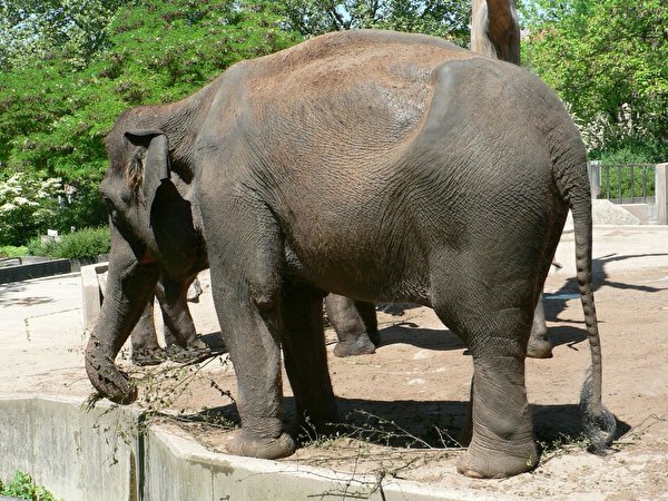 Desktop Hintergrundbilder Elefant Tiere 600x450 Elefanten ein Tier