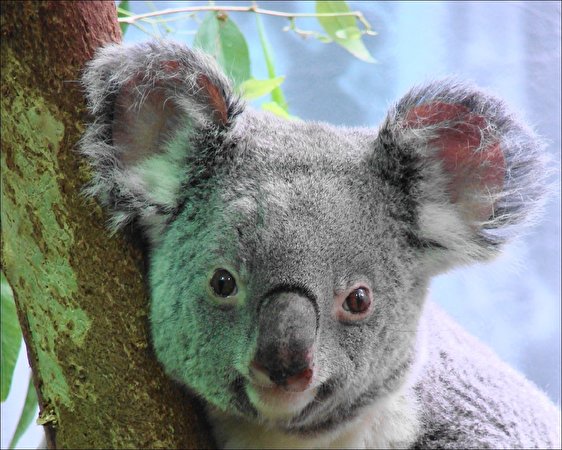 562x450 Osos Koalas animales, un animal, un oso Animalia
