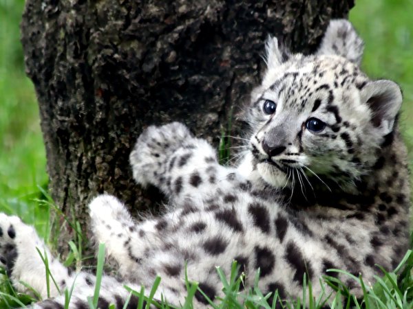 600x450 Fauve Leopardo-das-neves Filhotes animalia, um animal Animalia