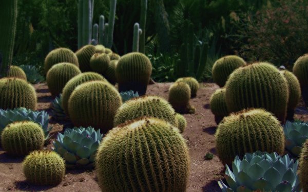 Bakgrundsbilder Blommor Kaktus 600x375 blomma kaktusar