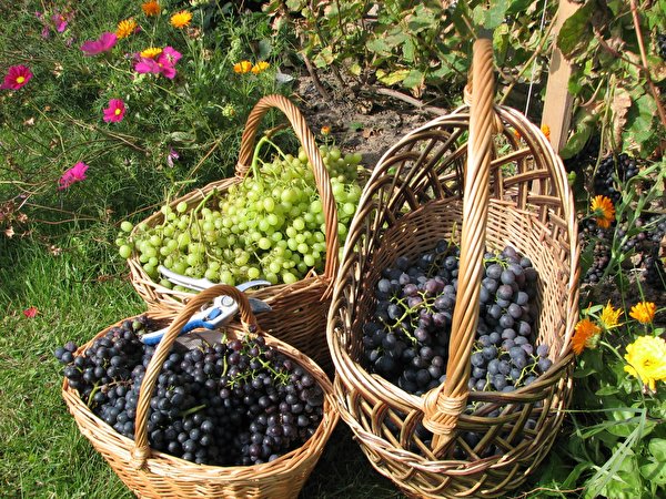 Tapeta Winogrona Owoce żywność 600x450 winogrono Jedzenie