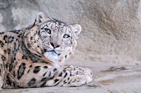 Immagine grandi felini Leopardo delle nevi Animali 600x398 Pantherinae panthera uncia animale