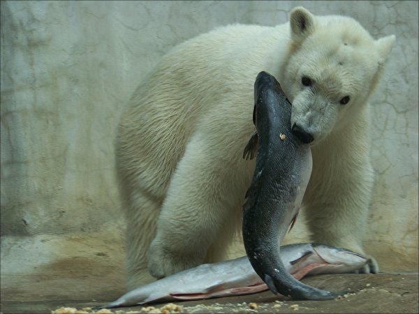 Achtergronden poolbeer beer een dier 600x450 IJsbeer Beren Ursidae Dieren
