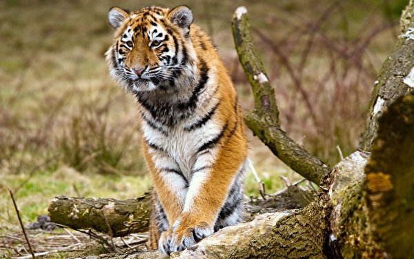 Pictures tiger Big cats Animals 600x375 Tigers animal