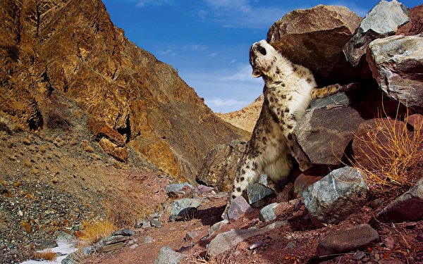Desktop Hintergrundbilder Irbis Große Katze ein Tier 600x375 Schneeleopard Tiere