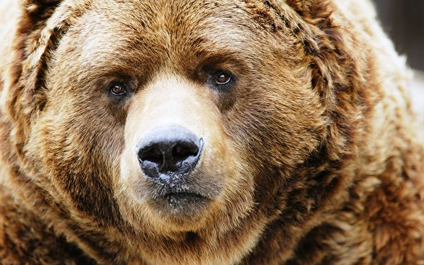Desktop Hintergrundbilder Braunbär ein Bär Tiere 600x375 Bären ein Tier