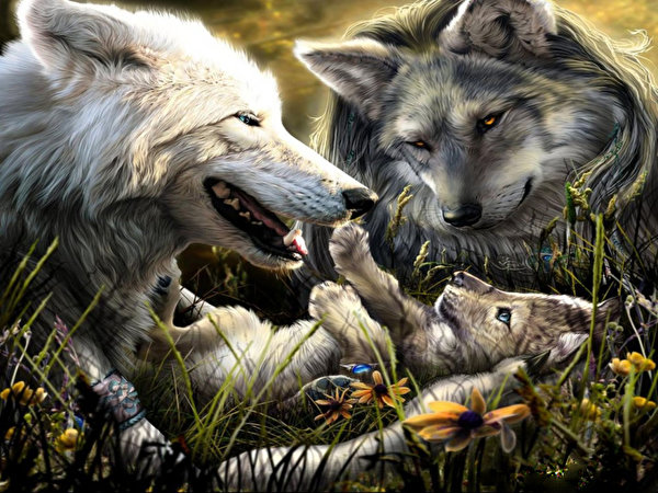 Bakgrunnsbilder ulv Dyr 600x450 Ulver